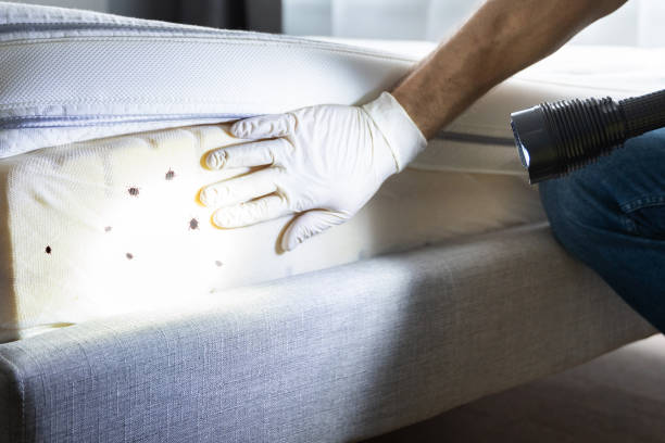 Best Termite Control Services  in South Padre Island, TX