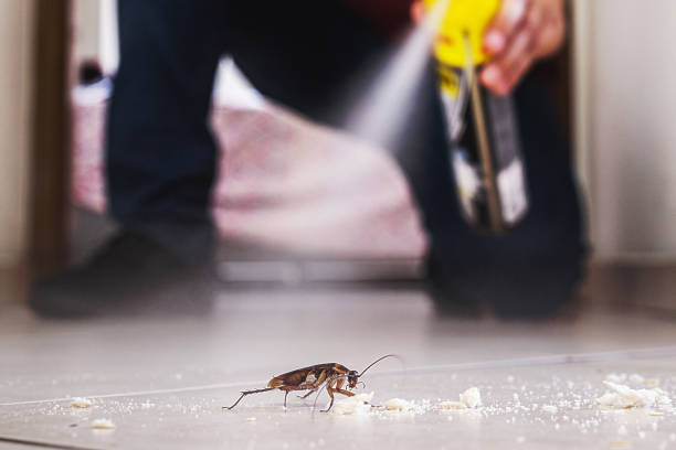 Reliable South Padre Island, TX Pest Control Solutions
