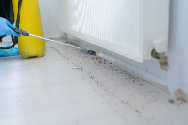Best Affordable Pest Control Services  in South Padre Island, TX